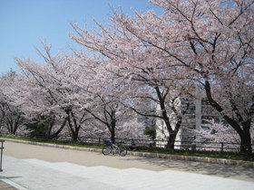 桜